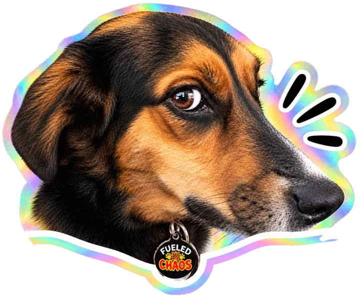 Tiny Tina, a beagle mix, giving serious side-eye
